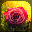 Icono de programa: Roses