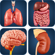 Icon of program: My Organs Anatomy