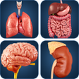 Icon of program: My Organs Anatomy