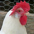 Icono de programa: Chicken Sounds