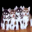 Icon of program: Cute Husky Puppy Wallpape…