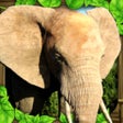 Icon of program: Elephant Simulator