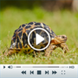 Icon of program: Slow Motion Video Pro for…