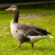 Icono de programa: Hunt Snows - Snow Goose E…