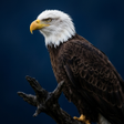 Icon of program: Eagle Sounds and Ringtone