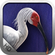 Icon of program: Birds -by Rye Studio