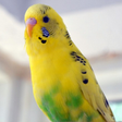 Icon of program: Budgie Sound