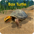 Icono de programa: Box Turtle Simulator