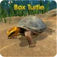 Icon of program: Box Turtle Simulator