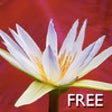 Icono de programa: Yoga Virtuoso Free with L…