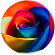 Icono de programa: Rose Tv Online