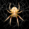 Icon of program: Spider Live Wallpaper