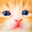 Icono de programa: Cat Kitten Kitty Pet Baby…