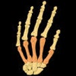 Icono de programa: Rheumatoid Arthritis Guid…