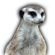 Icono de programa: Meerkat