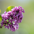 Icono de programa: Lilac live wallpaper