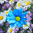 Icono de programa: Daisies Flowers Live Wall…