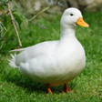 Icon of program: Duck Ringtones
