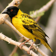 Icono de programa: African Birds and Sounds
