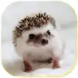 Icon of program: Hedgehogs Cool live wallp…