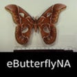 Icono de programa: Butterflies & Moths of No…