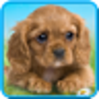 Icon of program: Talking puppy