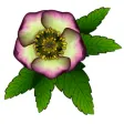 Icon of program: FlowerMoji (Official)