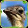 Icon of program: Furious Ostrich Simulator