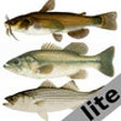 Icono de programa: Freshwater Fish ID South …