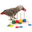 Icon of program: Training A Parrot