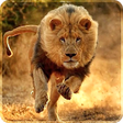 Icono de programa: Lion Live Wallpaper 2019:…