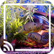Icono de programa: Aquarium for Chromecast T…