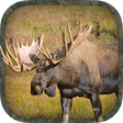 Icon of program: Moose Hunting Calls