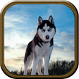 Icono de programa: Wild Wolf Simulator