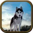 Icon of program: Wild Wolf Simulator
