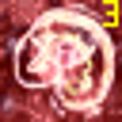 Icono de programa: Human Embryology and Tera…
