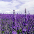 Lavender Live Wallpaper icon