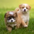 Icon of program: Puppy Wallpapers HD
