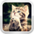 Icon of program: Cat Games