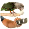 Icon of program: How to Train Your Parrot …