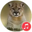 Icon of program: Mountain Lion Sounds