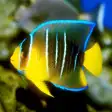 Icon of program: Reef Fishes Encyclopedia