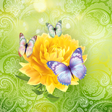 Icon of program: Cute Butterfly Live Wallp…