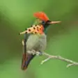 Icon of program: Hummingbirds Info