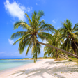 Icono de programa: Tropical Paradise Wallpap…
