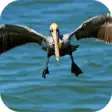 Icon of program: Pelican. Nature Wallpaper…