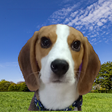 Icon of program: Dog Whistle by TESS