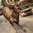 Icon of program: Deer Simulator 2016