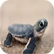 Icon of program: Turtle Wallpapers