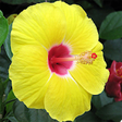 Icon of program: Hawaii Plants
